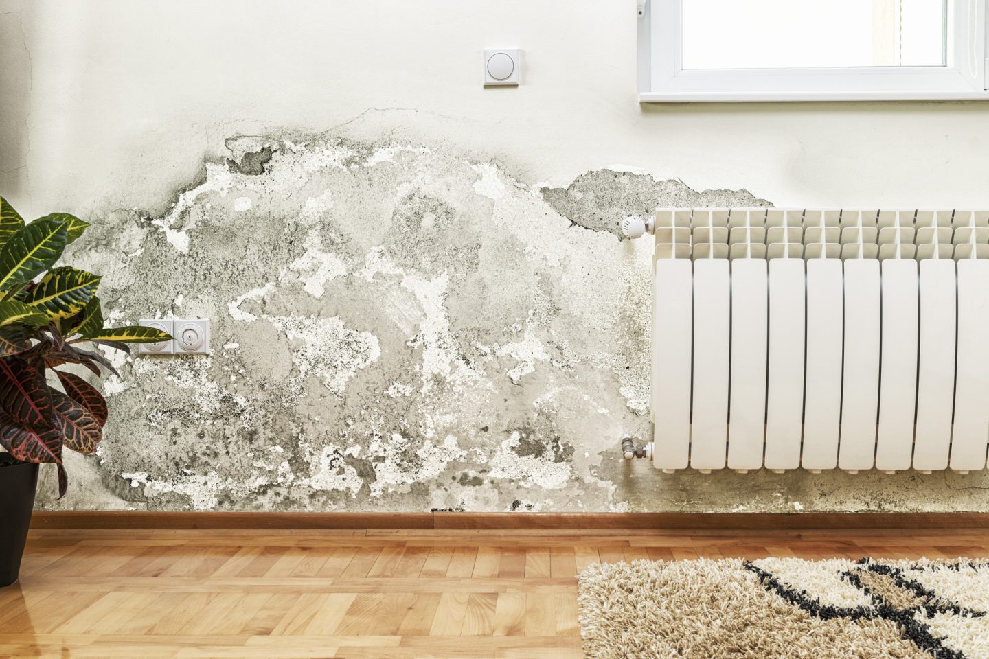 How to Handle Water Mold After a Burst Pipe