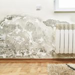 How to Handle Water Mold After a Burst Pipe