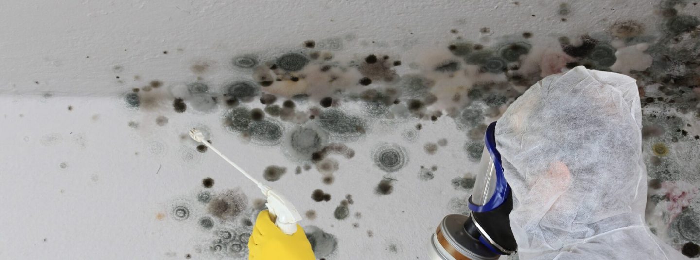 Seasonal Mold Growth: What You Need to Know to Prevent It