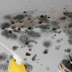Seasonal Mold Growth: What You Need to Know to Prevent It