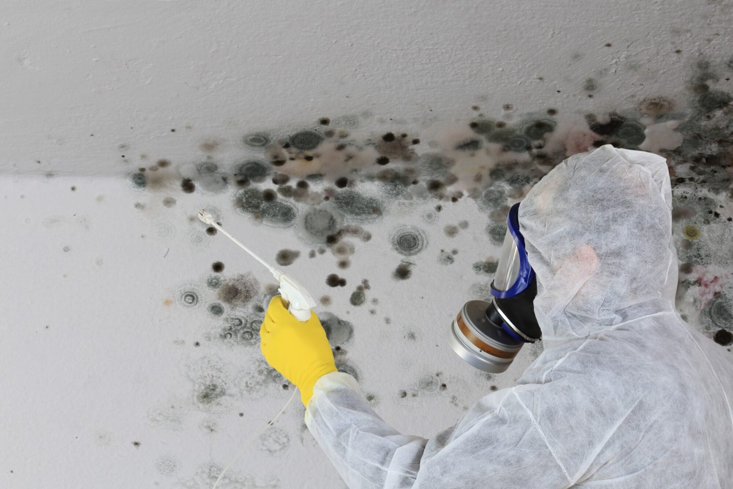 What’s the Difference Between Non-Toxic Black Mold and Toxic Black Mold?