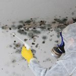 What’s the Difference Between Non-Toxic Black Mold and Toxic Black Mold?